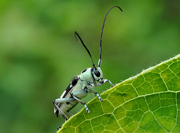 カラムシの上のラミーカミキリ