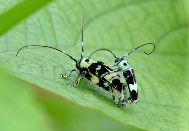 ラミーカミキリの交尾