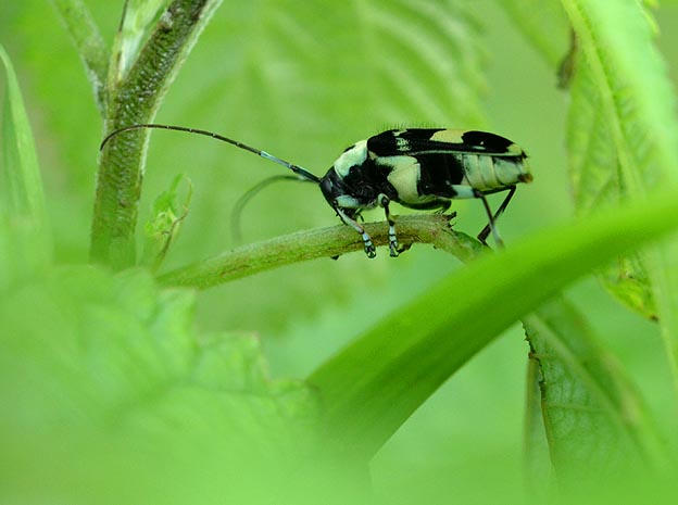 葉柄をかじるラミーカミキリのメス