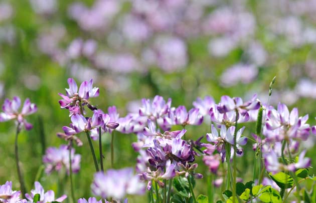 レンゲ畑の写真