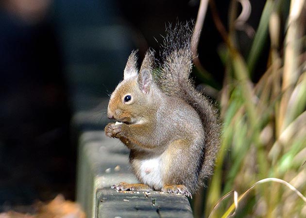 アラカシのどんぐりを食べるニホンリス