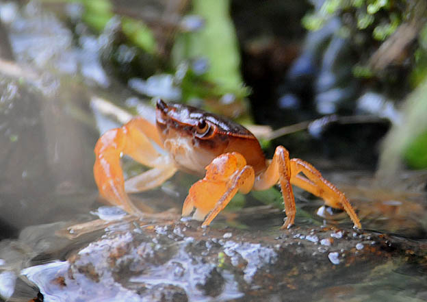 用水路の中のサワガニ