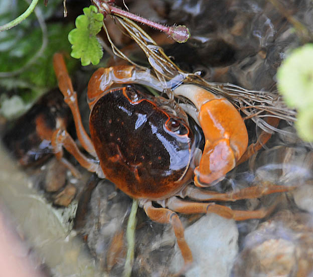 草の根を食べるサワガニ