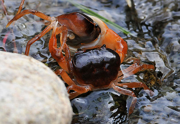 サワガニの争い