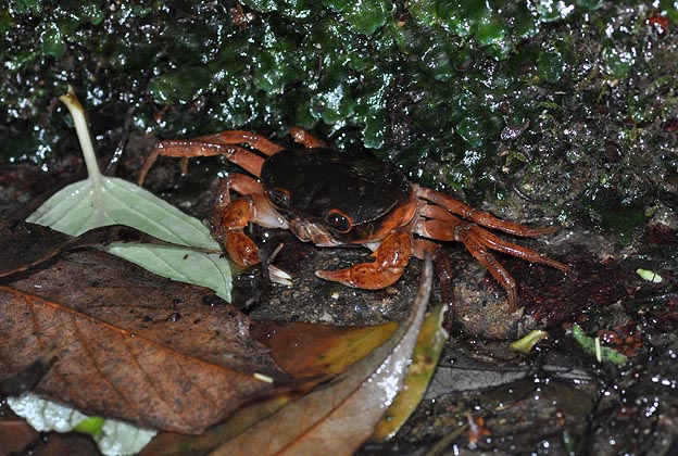 渓流沿いのサワガニ