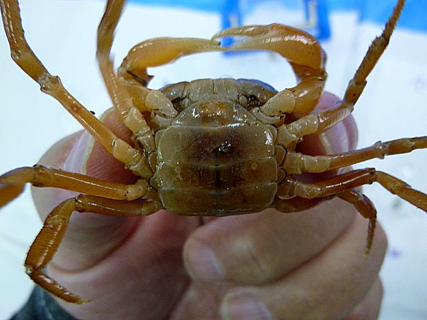サワガニのメス