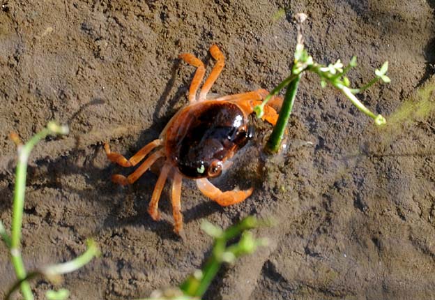 お腹のふくらんだメスのサワガニ