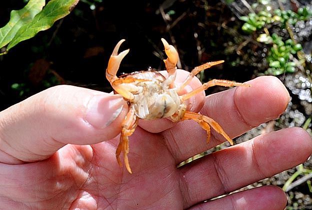 お腹の中のサワガニの赤ちゃん