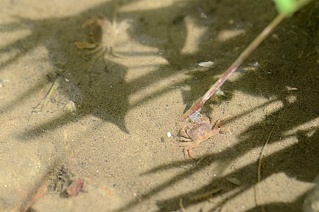 サワガニの子ども達