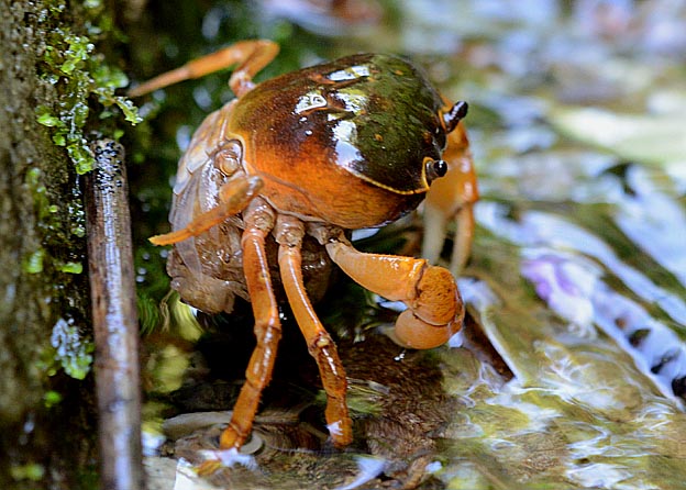 子どものカニを抱いたサワガニ