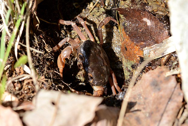 越冬後のサワガニ