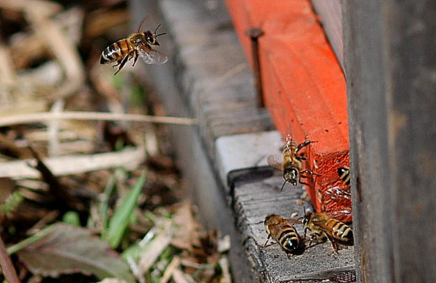 養蜂箱の入り口のセイヨウミツバチ