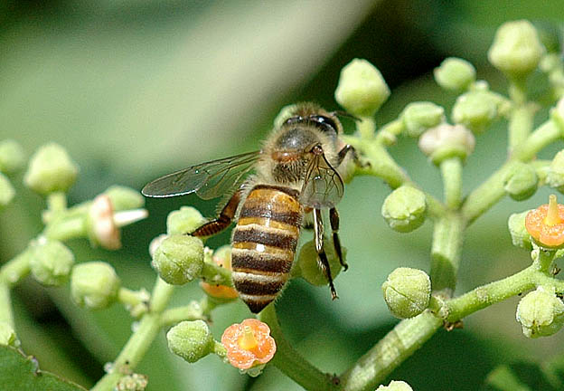 ニホンミツバチの写真