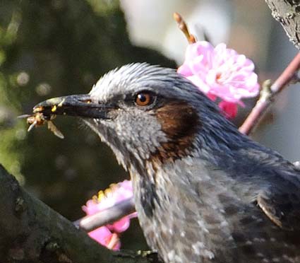 セイヨウミツバチ？を食べるヒヨドリ