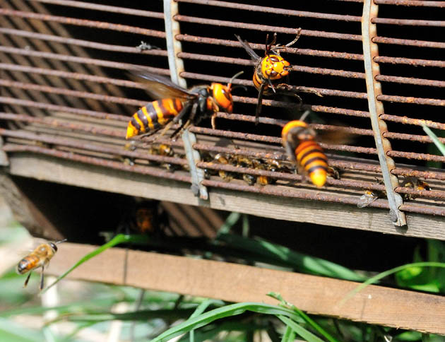 集まったオオスズメバチ