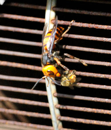 オオスズメバチに襲われたセイヨウミツバチ