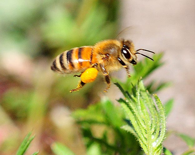 花粉を集めたセイヨウミツバチ