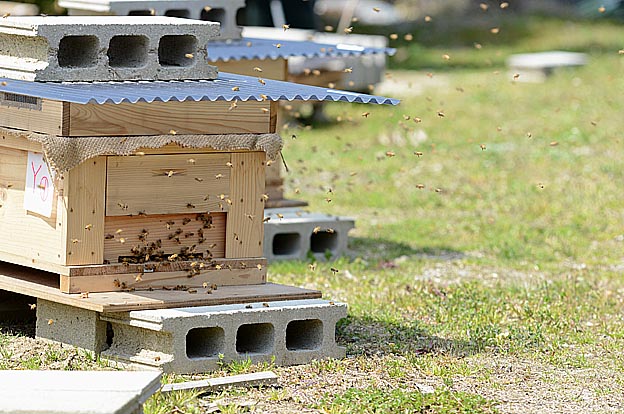 早春のセイヨウミツバチ