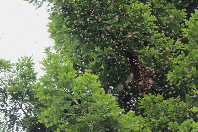 セイヨウミツバチの分蜂
