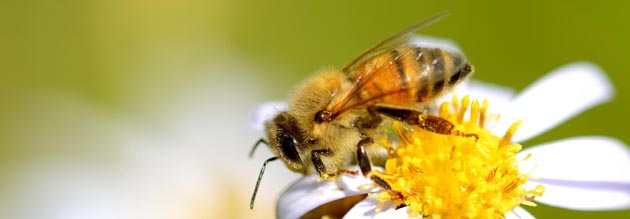 ヨメナの花に来たセイヨウミツバチ