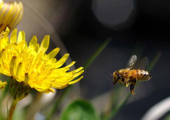 　カンサイタンポポとセイヨウミツバチ