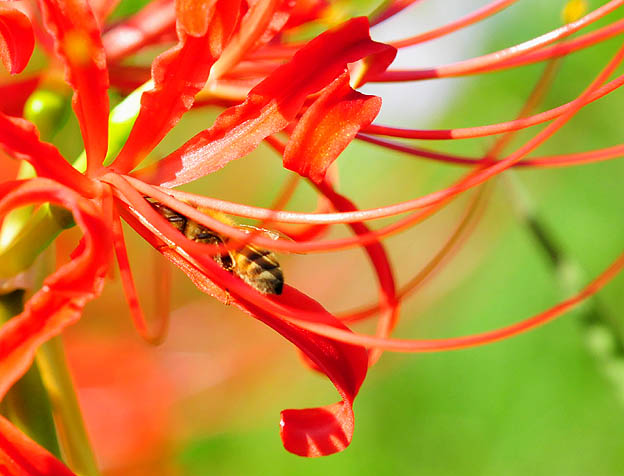 ヒガンバナにもぐりこむセイヨウミツバチ