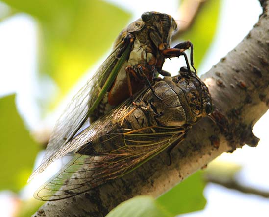 クマゼミの交尾