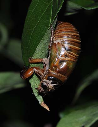 クマゼミの幼虫