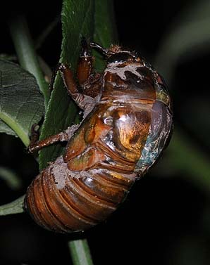 羽化を始めたクマゼミ