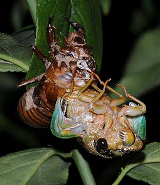 羽化の途中で動きを止めるクマゼミの幼虫