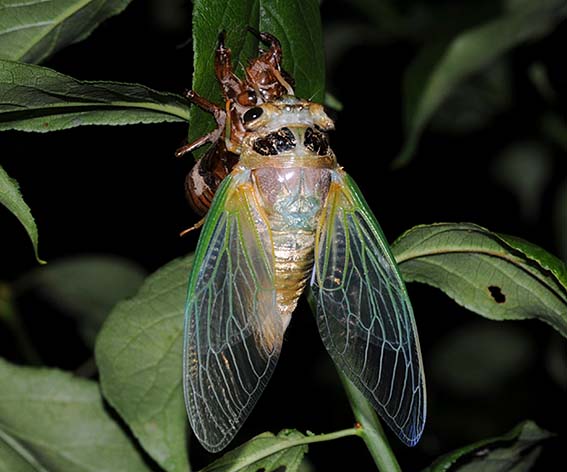 羽化直後のクマゼミ