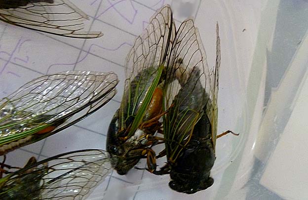 容器の中で交尾をするクマゼミ