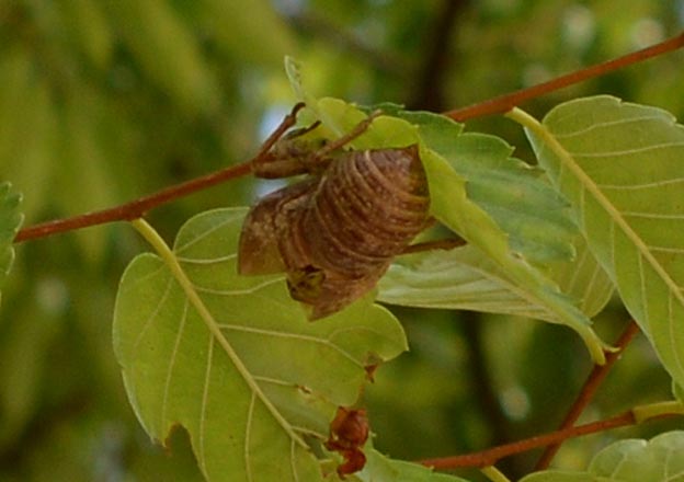 初見のクマゼミ