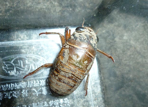 クマゼミの終齢幼虫-初見の写真