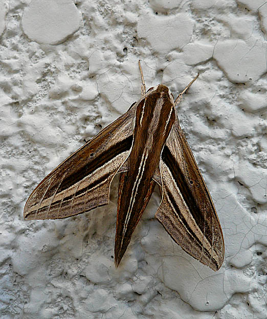 白い壁に止まるセスジスズメの成虫