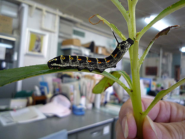 捕まったセスジスズメの幼虫