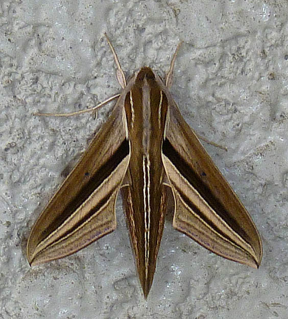 セスジスズメの写真