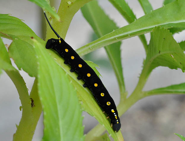セスジスズメの幼虫