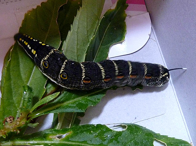 ホウセンカの下にいたセスジスズメ