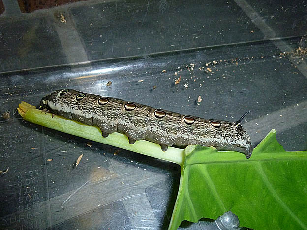 サトイモを食べるセスジスズメ