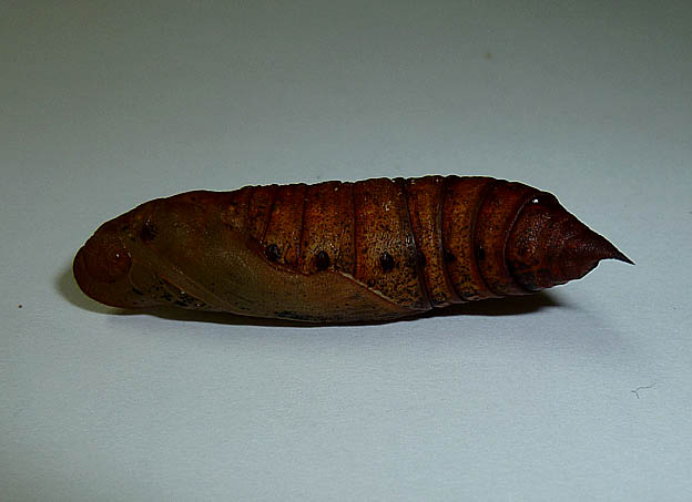 セスジスズメの蛹