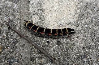 セスジスズメの終齢幼虫