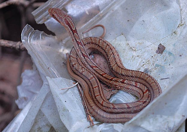 シマヘビの幼蛇