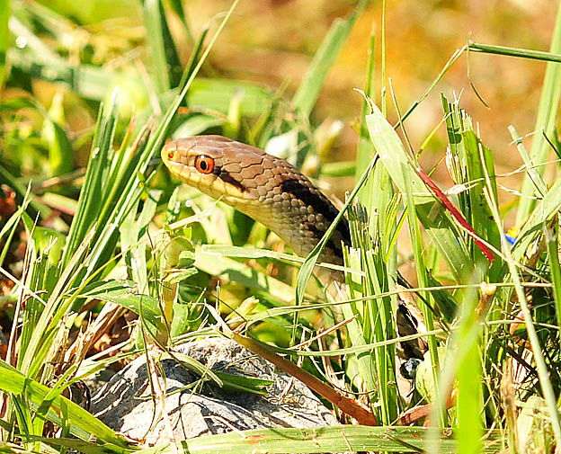顔を出したシマヘビ