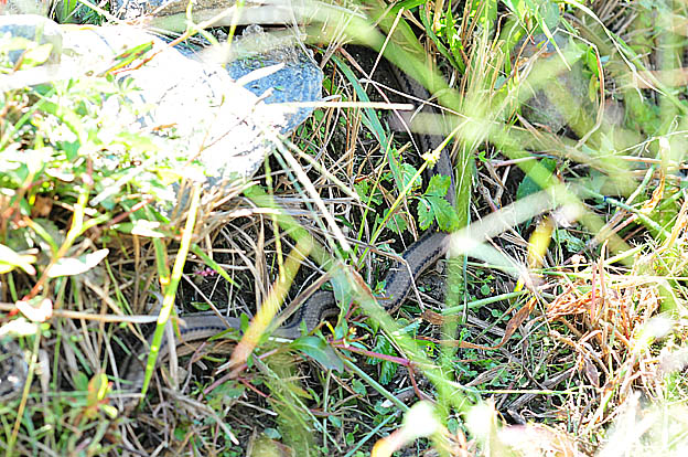 シマヘビの胴体