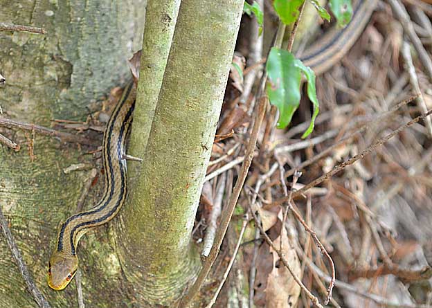 木の陰から出てきたシマヘビ