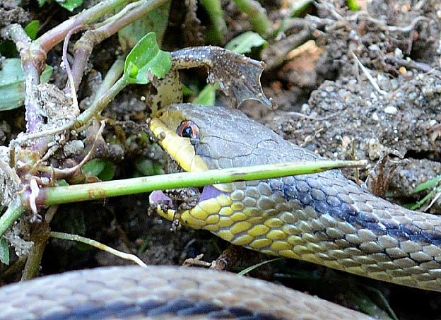 カエルを食べるシマヘビ