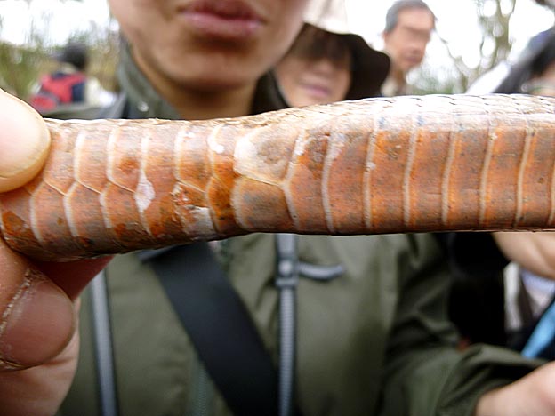 シマヘビの総排泄孔