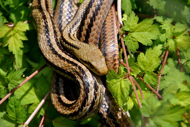 木の上のシマヘビ