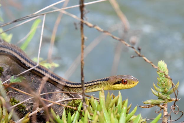 シマヘビの写真